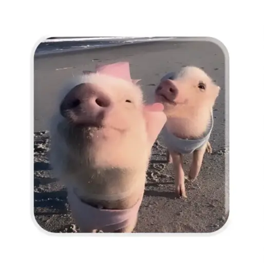 3D-стікер "Piggy selfie "