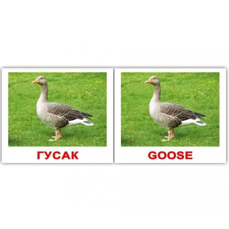 Міні-40: Свійські тварини Domestic animals (укр-англ)