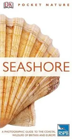 RSPB Pocket Nature Seashore