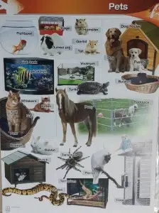 MM Poster Pets