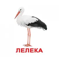 З фактами-20: Птахи - 1