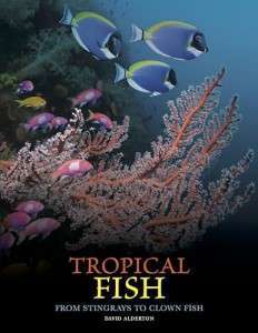 Фото - Tropical Fish