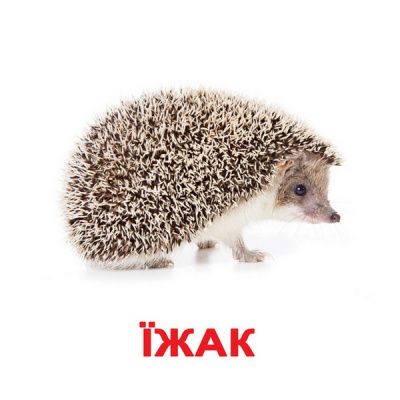 Фото - Українські великі картки: Дикі тварини з фактами 20шт.