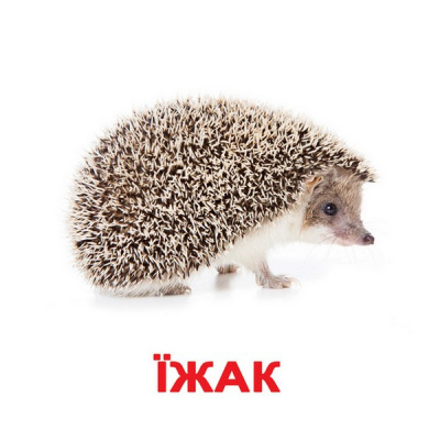 Фото - Українські великі картки: Дикі тварини з фактами 20шт.