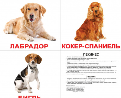 Фото - Русские большие карточки: Породы собак (ламинированные)