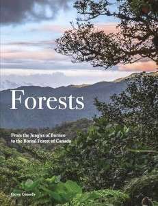 Фото - Forests