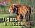 Фото - Big Cat Progress 4/12 Tigers in Trouble.