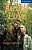 Фото - CER 5 Jungle Love